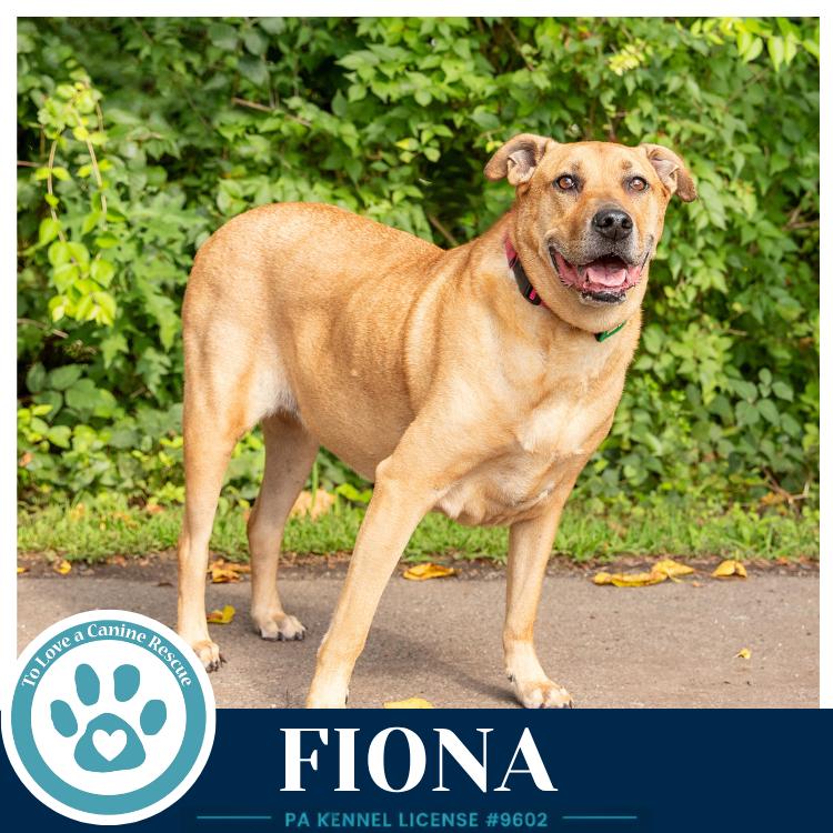 Enlarge Fiona, a Adoptable mixed breed in Kimberton, PA image 4/5