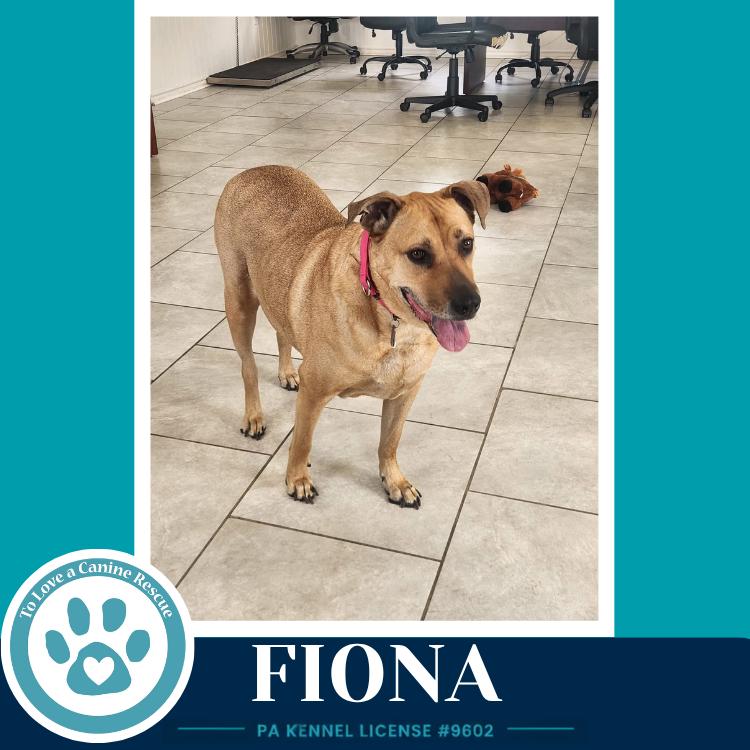 Fiona, a Adoptable mixed breed in Kimberton, PA image 3/3