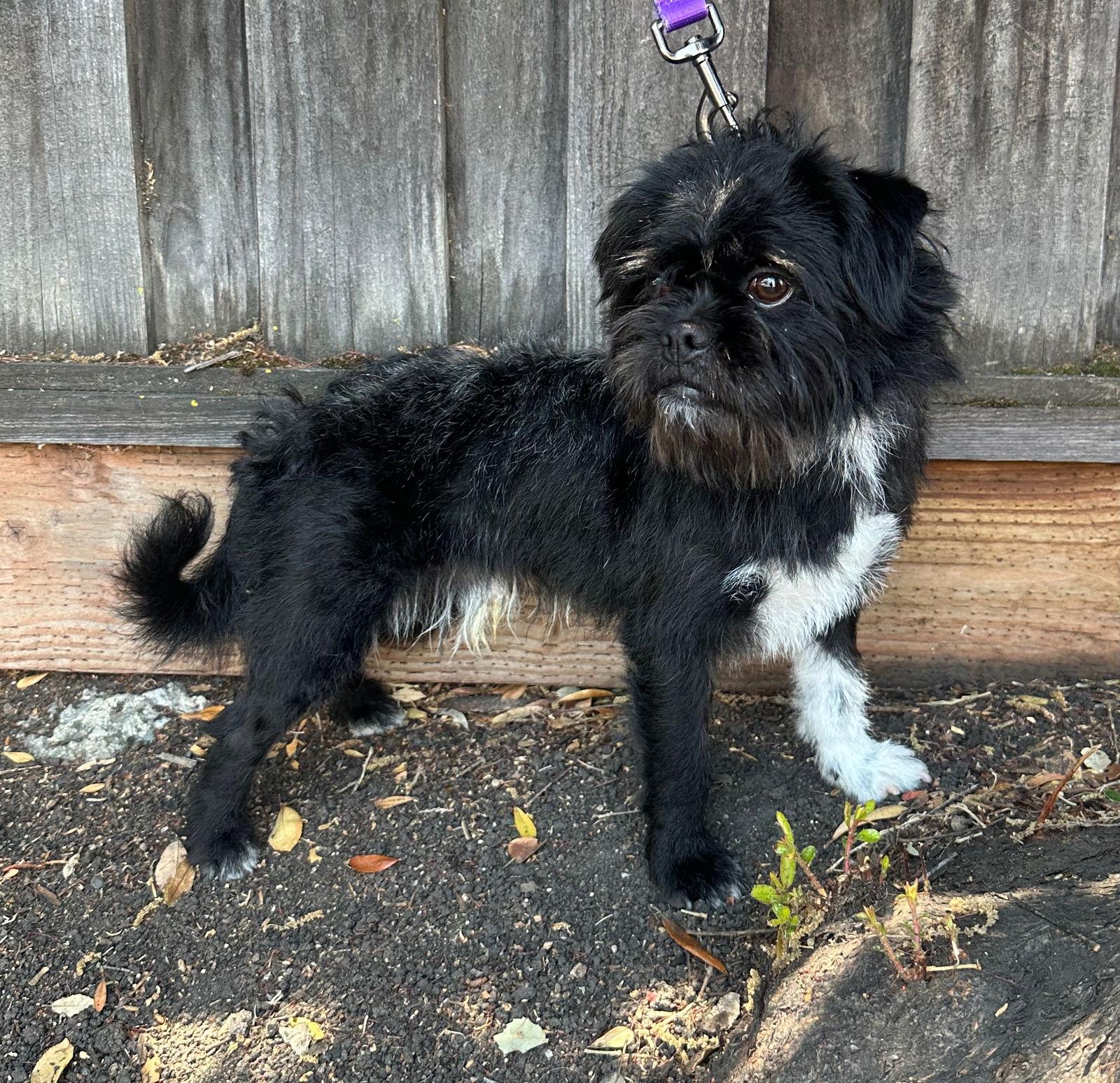 Enlarge Trampoline, a Adopted Brussels Griffon in Palo Alto, CA image 1/3