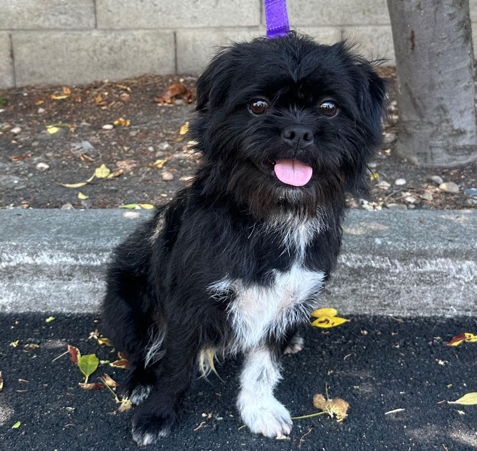 Enlarge Trampoline, a Adopted Brussels Griffon in Palo Alto, CA image 2/3