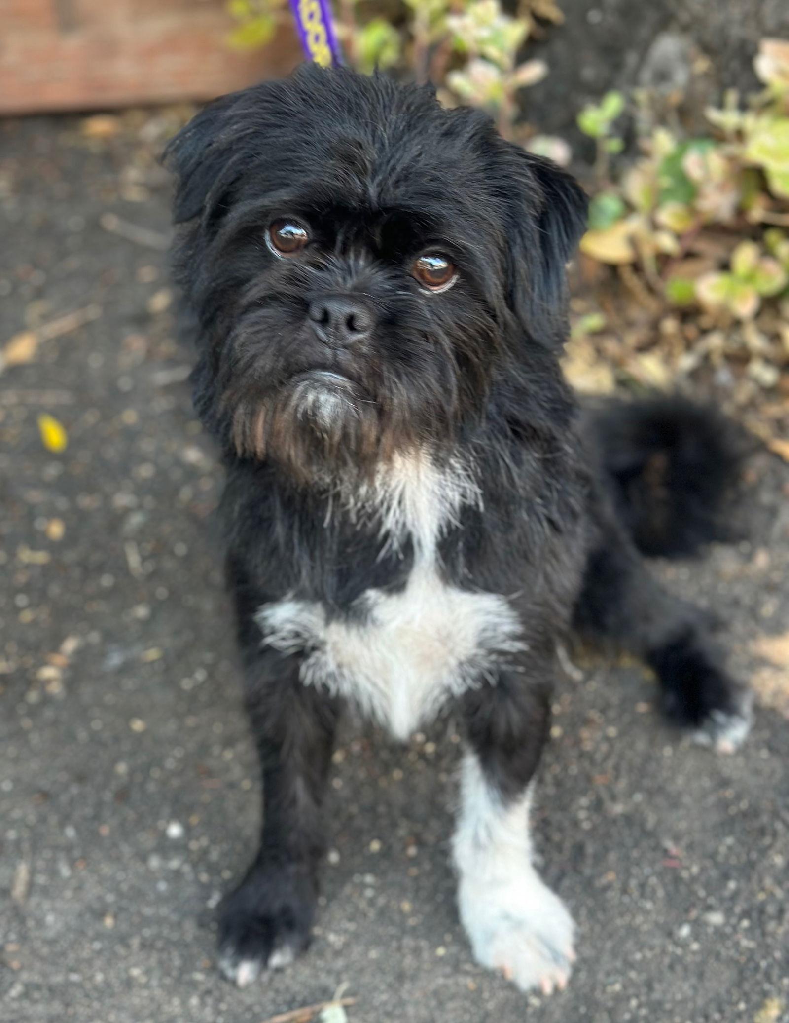 Enlarge Trampoline, a Adopted Brussels Griffon in Palo Alto, CA image 3/3