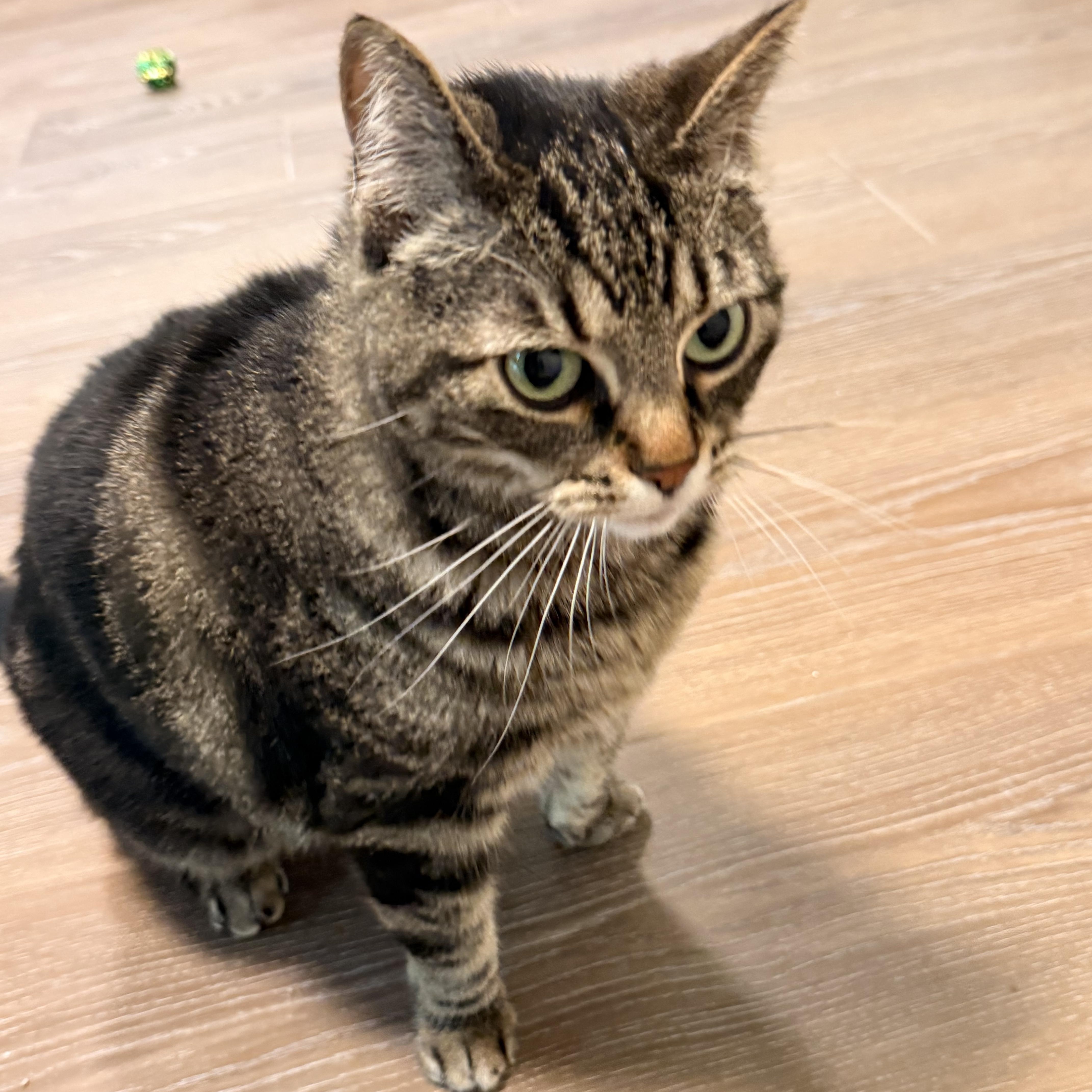 Pibbs, a Adoptable mixed breed in Gladstone, OR image 6/6