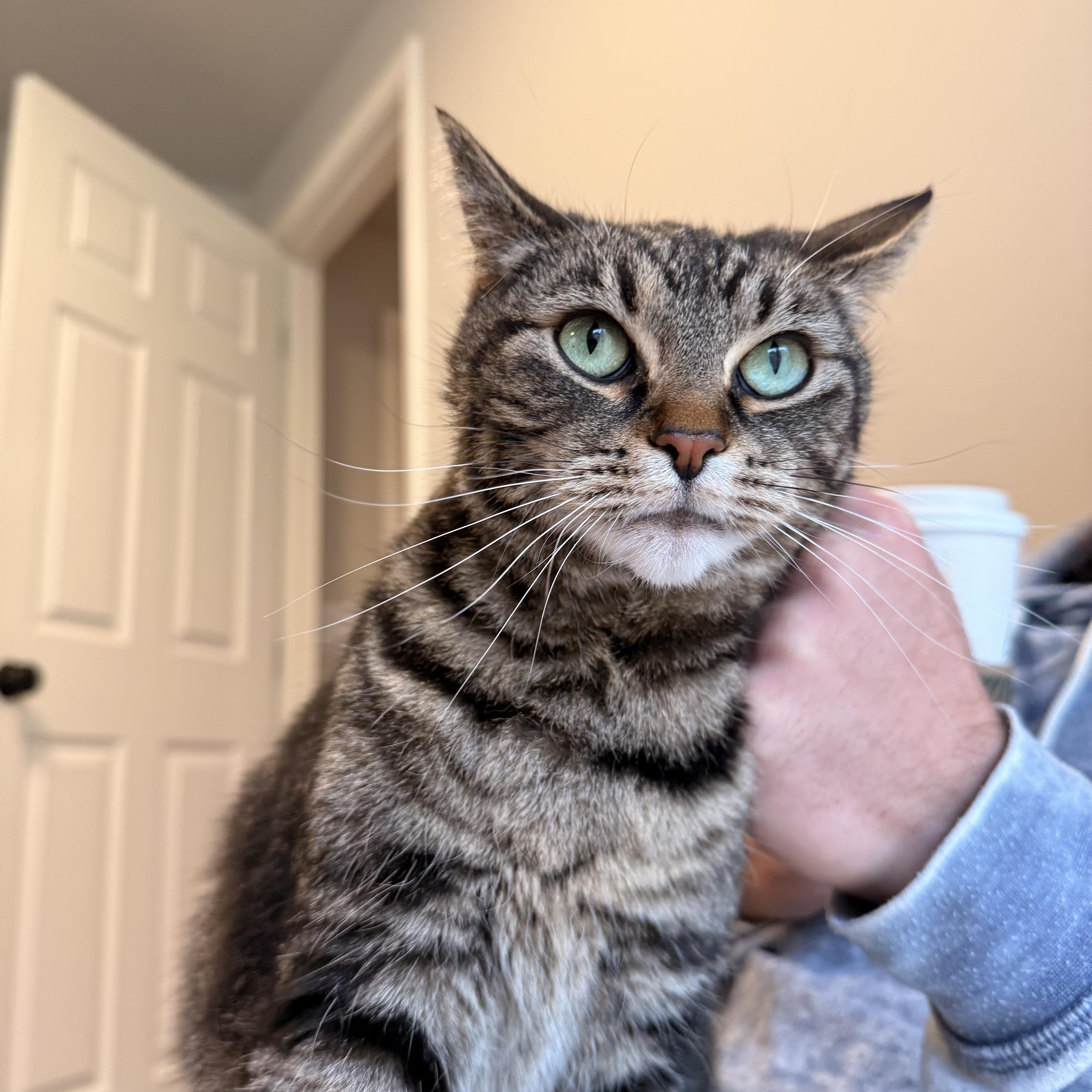 Pibbs, a Adoptable mixed breed in Gladstone, OR image 1/6