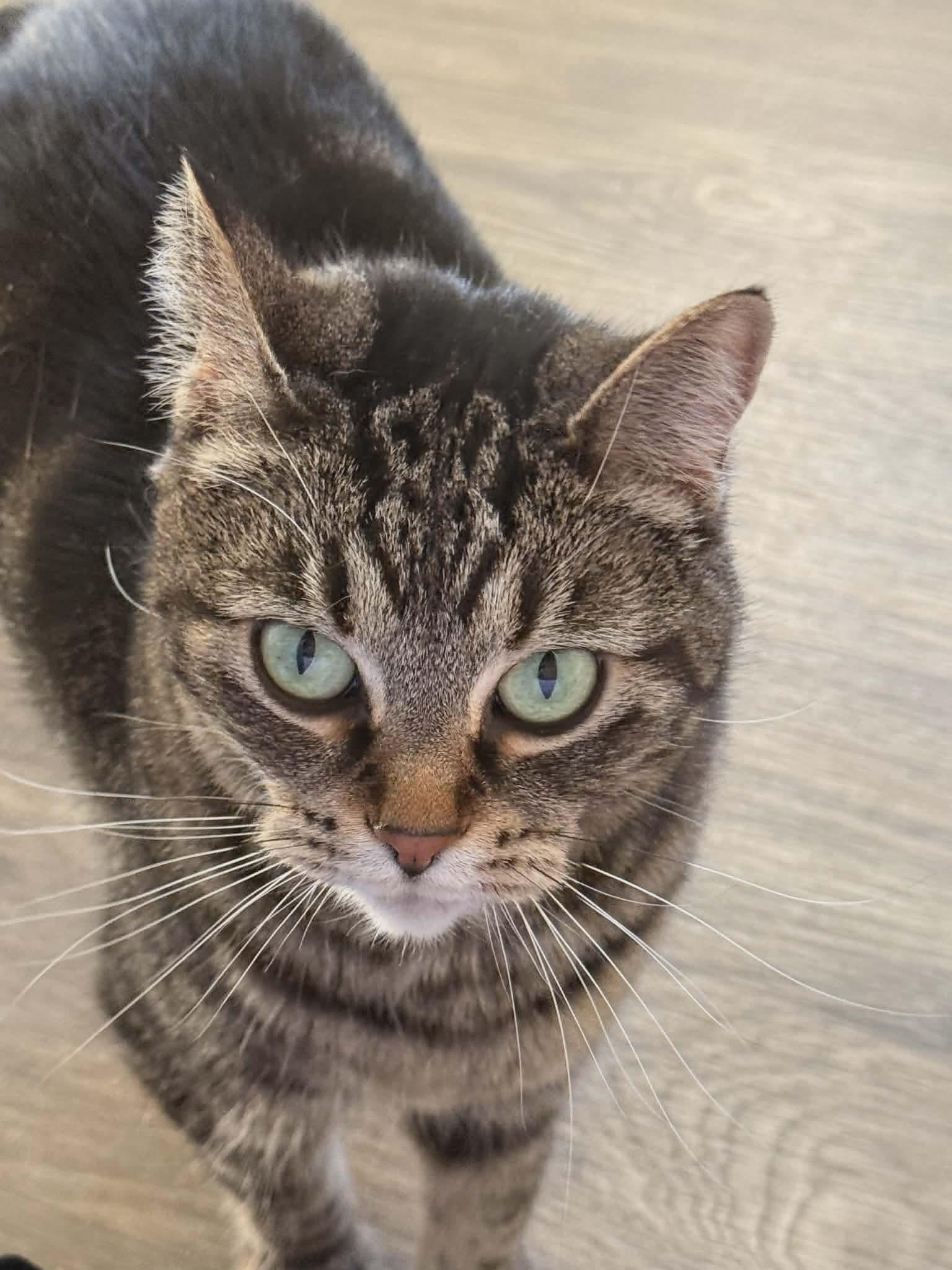 Pibbs, a Adoptable mixed breed in Gladstone, OR image 4/6