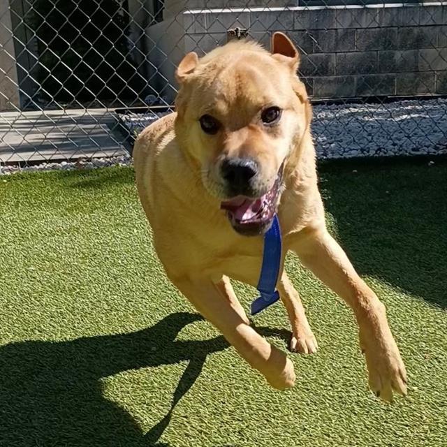 TANK, Adoptable, Young Male Mastiff & Mixed Breed.