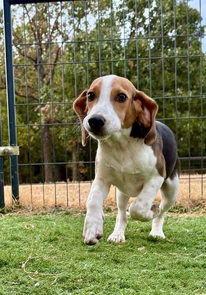 Oscar, Adoptable, Puppy Male Beagle.