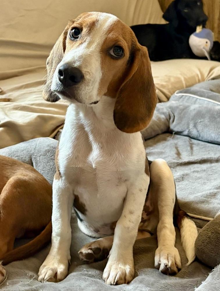 Enlarge Oscar, a Adoptable Beagle in Shawnee, OK image 2/3