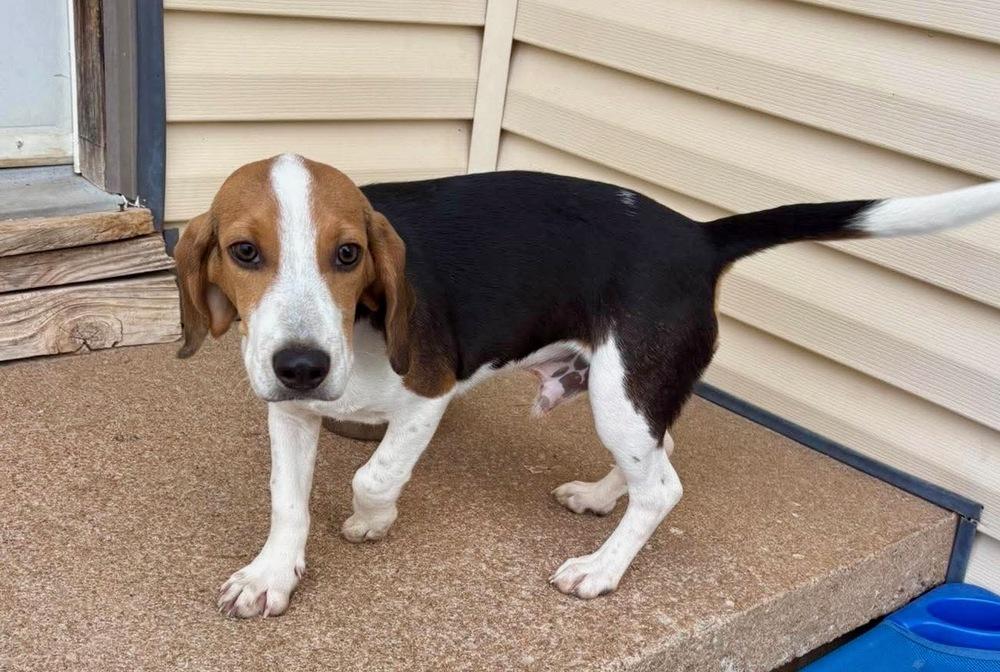 Enlarge Oscar, a Adoptable Beagle in Shawnee, OK image 3/3