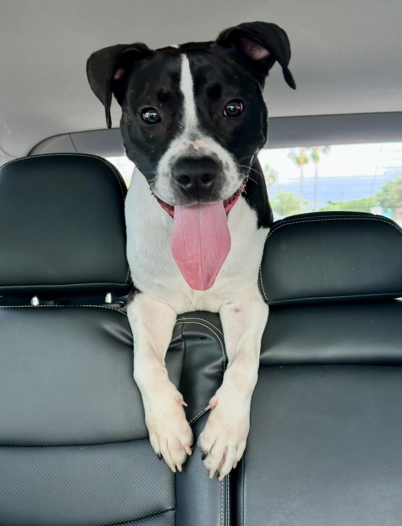 Enlarge Ozzie, a Adoptable mixed breed in Palm springs, FL image 1/5