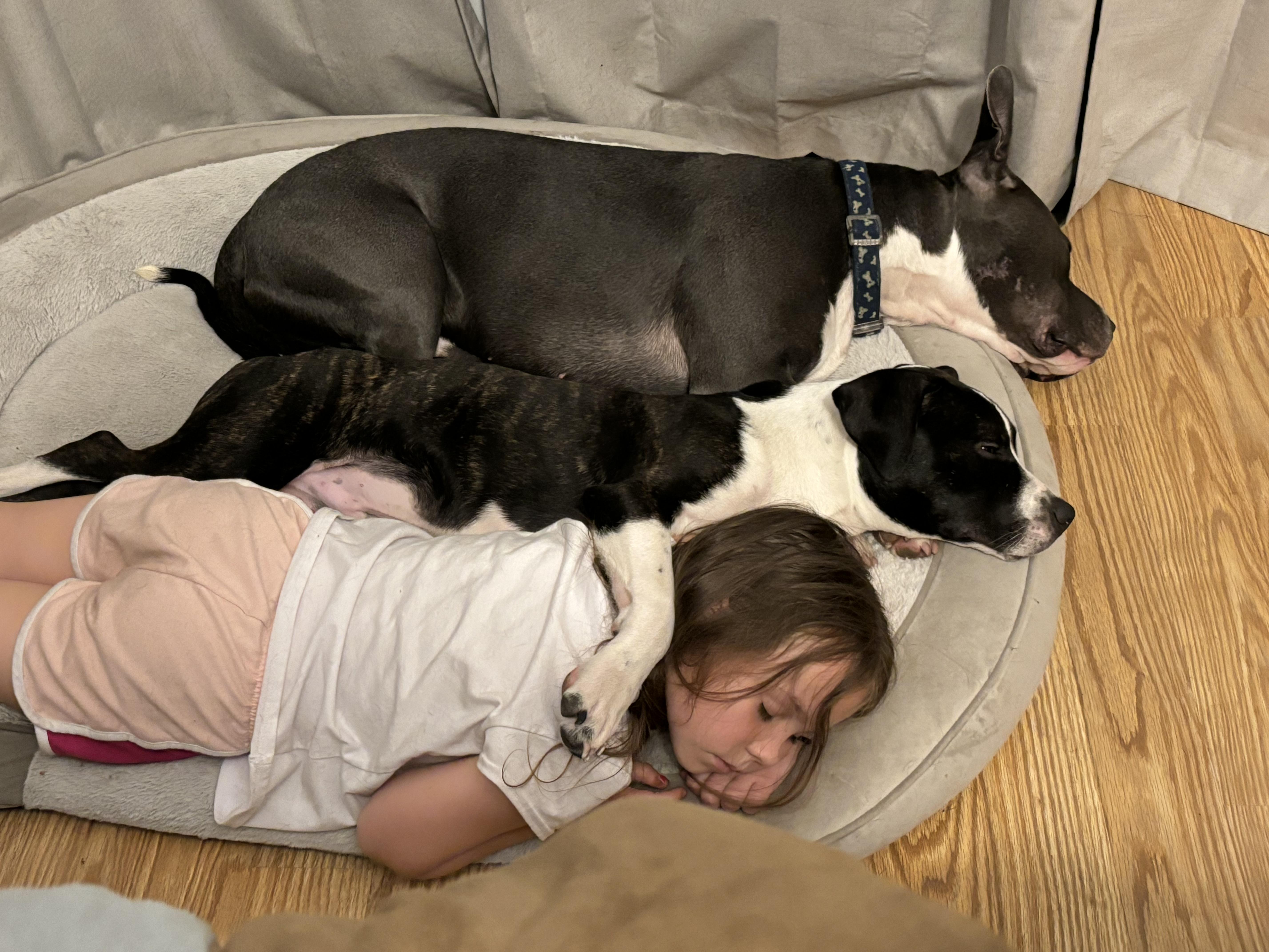 Enlarge Ozzie, a Adoptable mixed breed in Palm springs, FL image 5/5