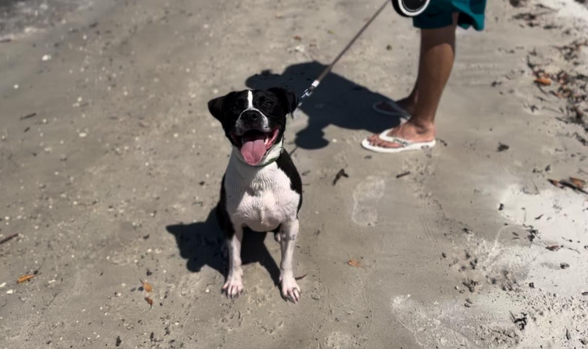 Enlarge Ozzie, a Adoptable mixed breed in Palm springs, FL image 2/5