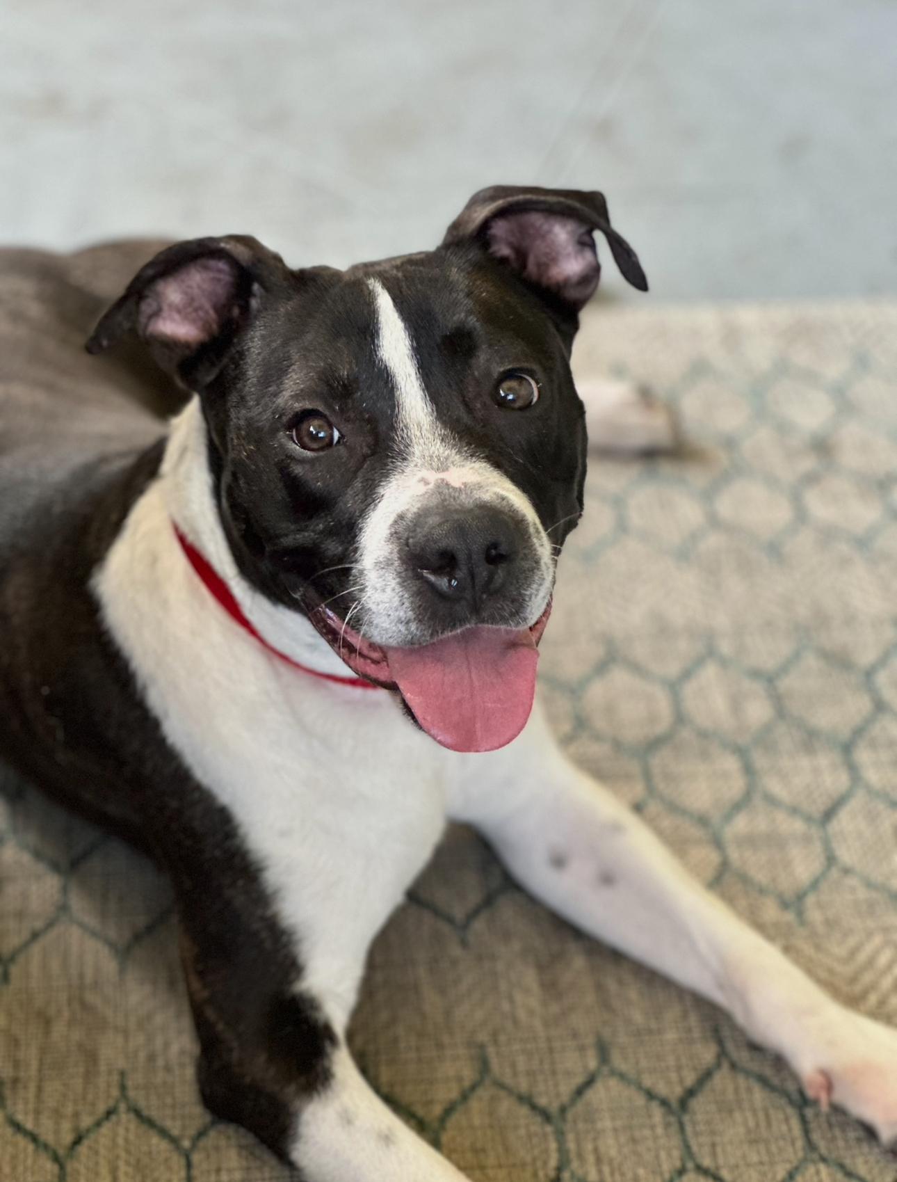 Enlarge Ozzie, a Adoptable mixed breed in Palm springs, FL image 3/5