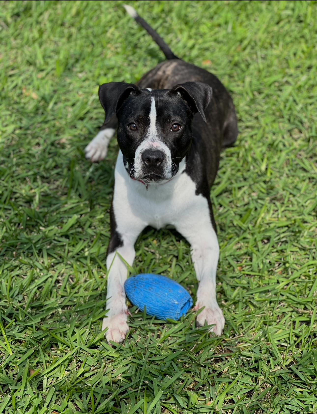 Enlarge Ozzie, a Adoptable mixed breed in Palm springs, FL image 4/5