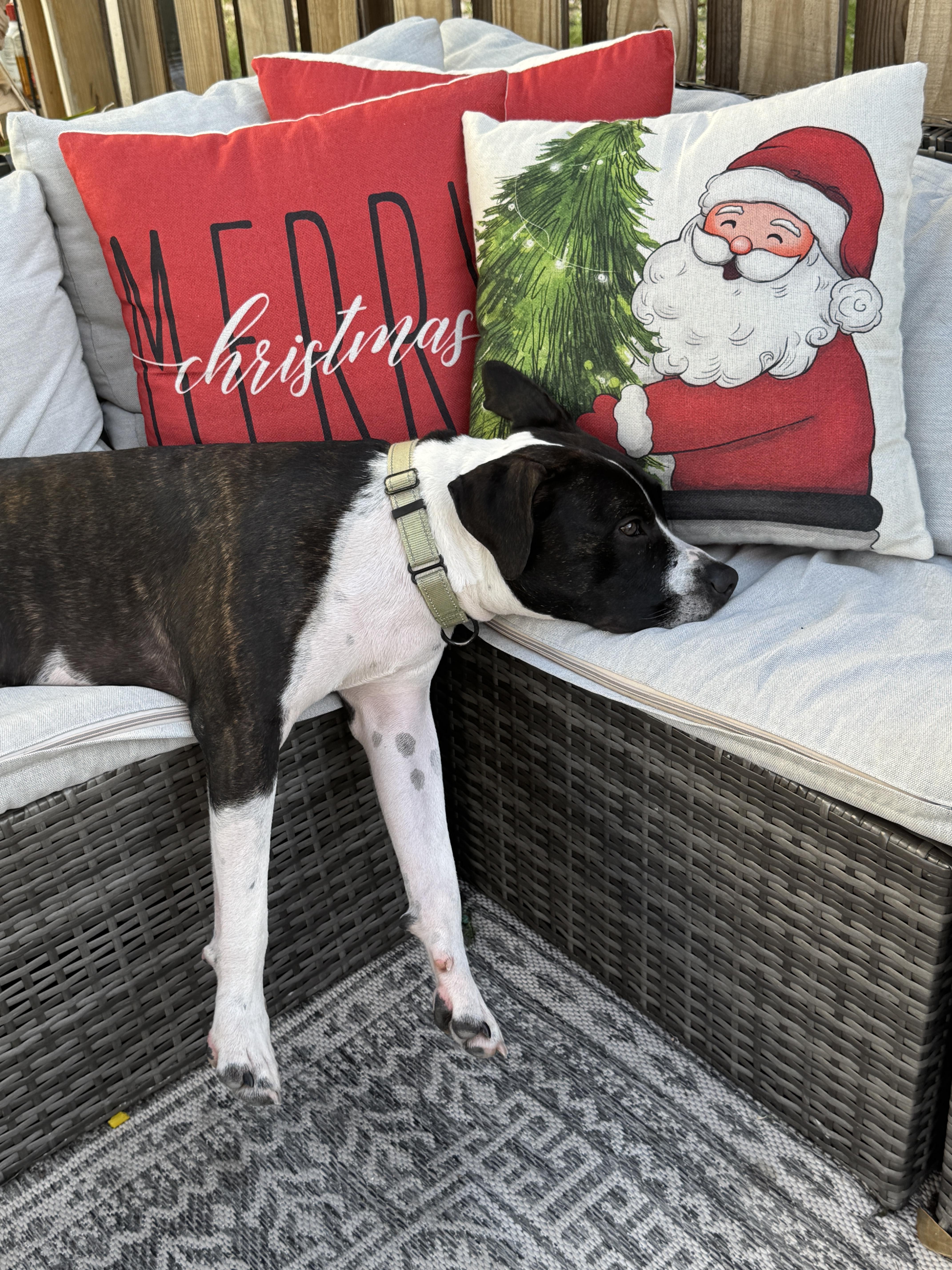 Enlarge Ozzie, a Adoptable mixed breed in Palm springs, FL image 6/6