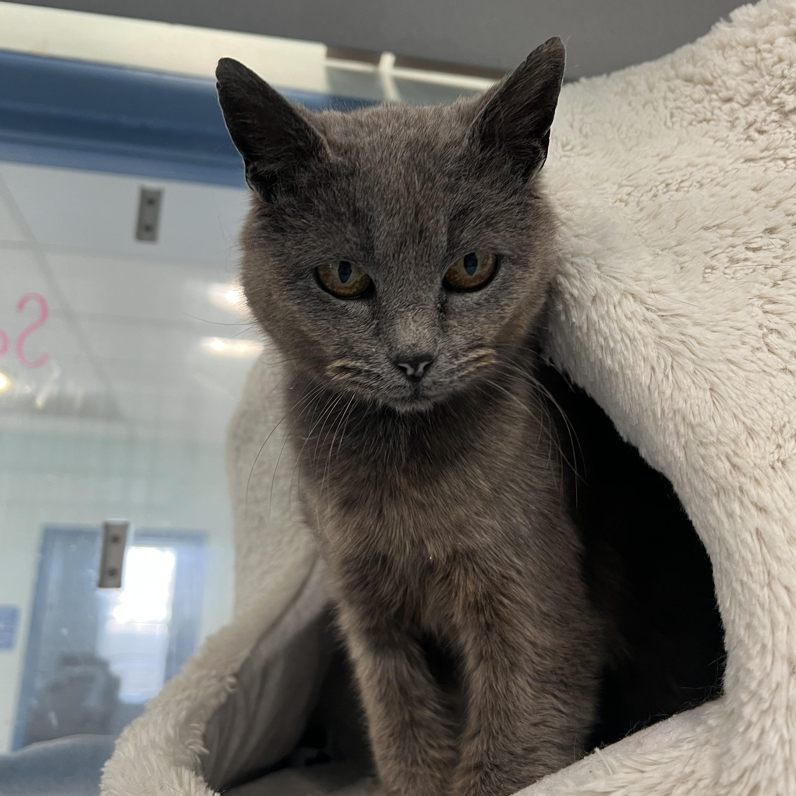 Sapphire, adopted, Adult Female Domestic Short Hair.