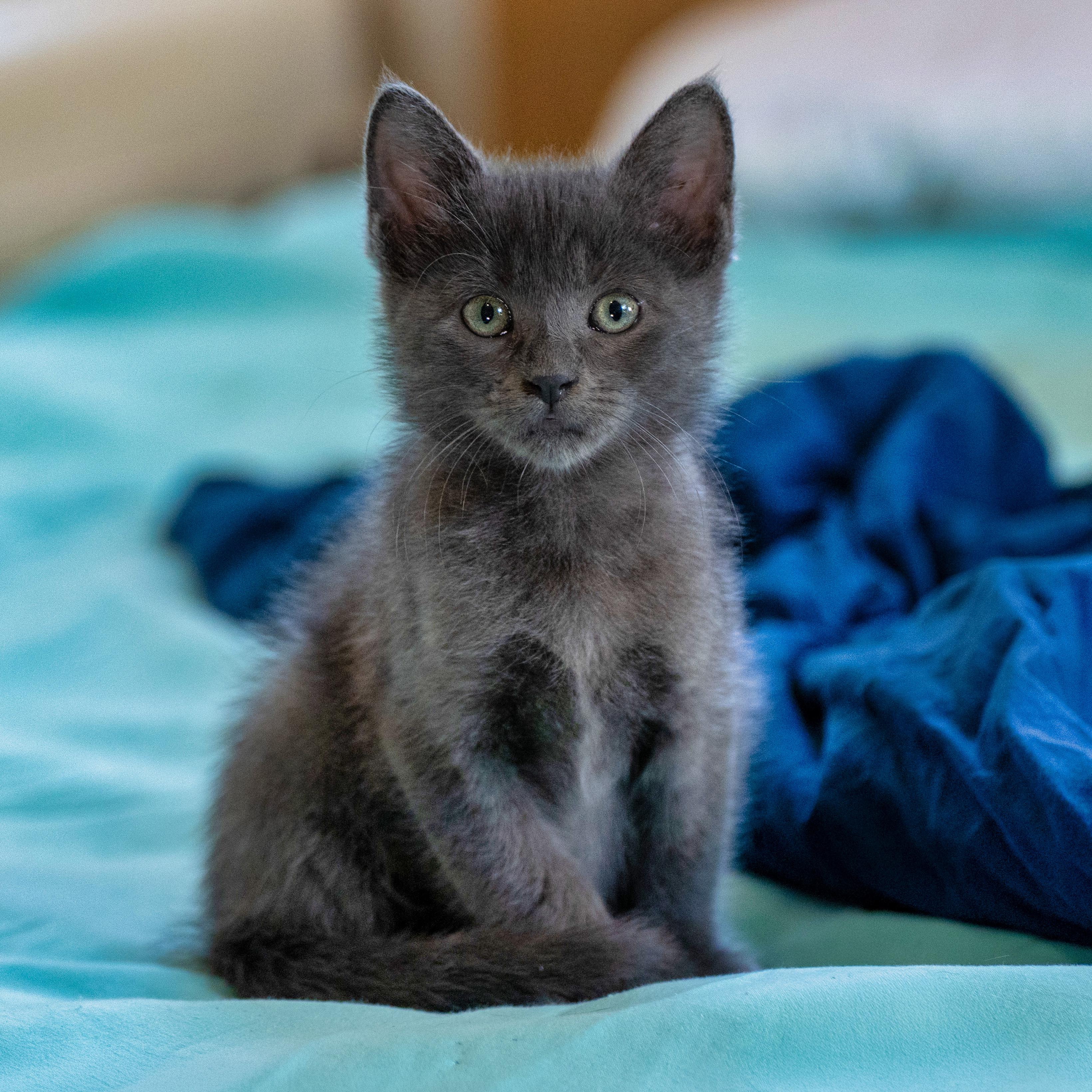 Pancake, Adoptable, Kitten Male Domestic Medium Hair.