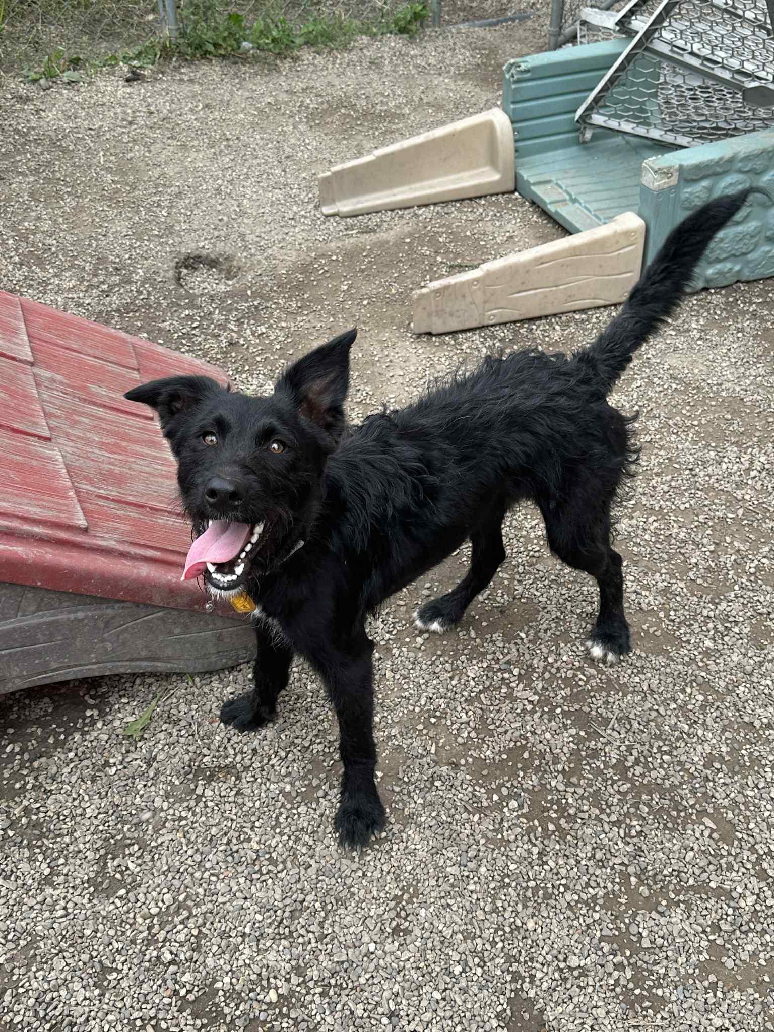 Halston Noir, a Adoptable mixed breed in Mukwonago, WI image 1/3