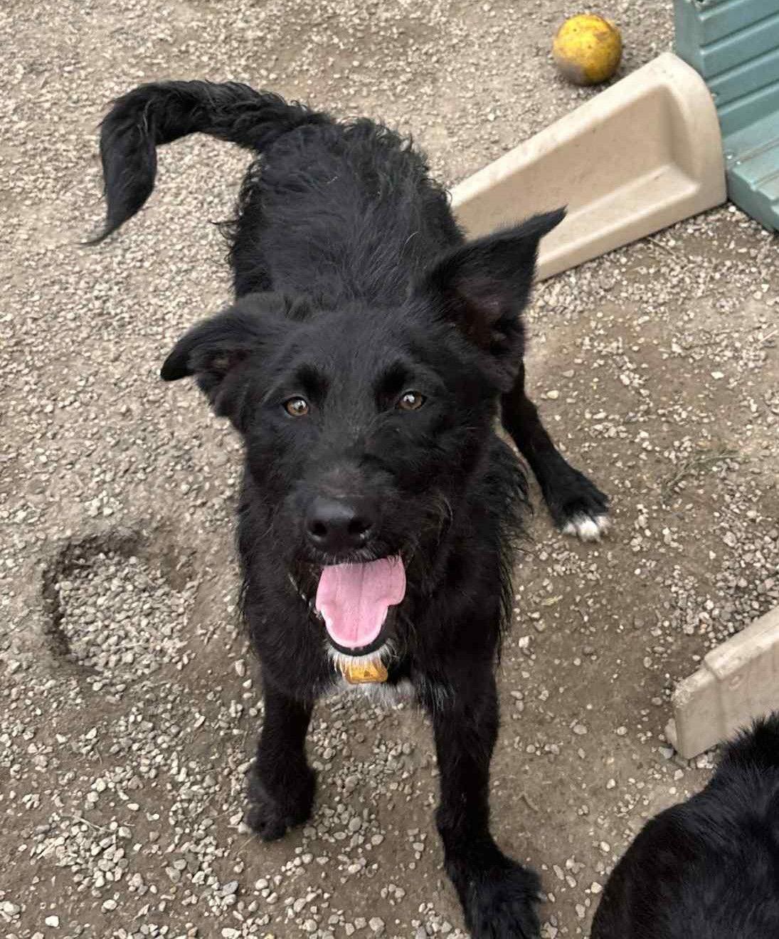 Halston Noir, a Adoptable mixed breed in Mukwonago, WI image 2/3