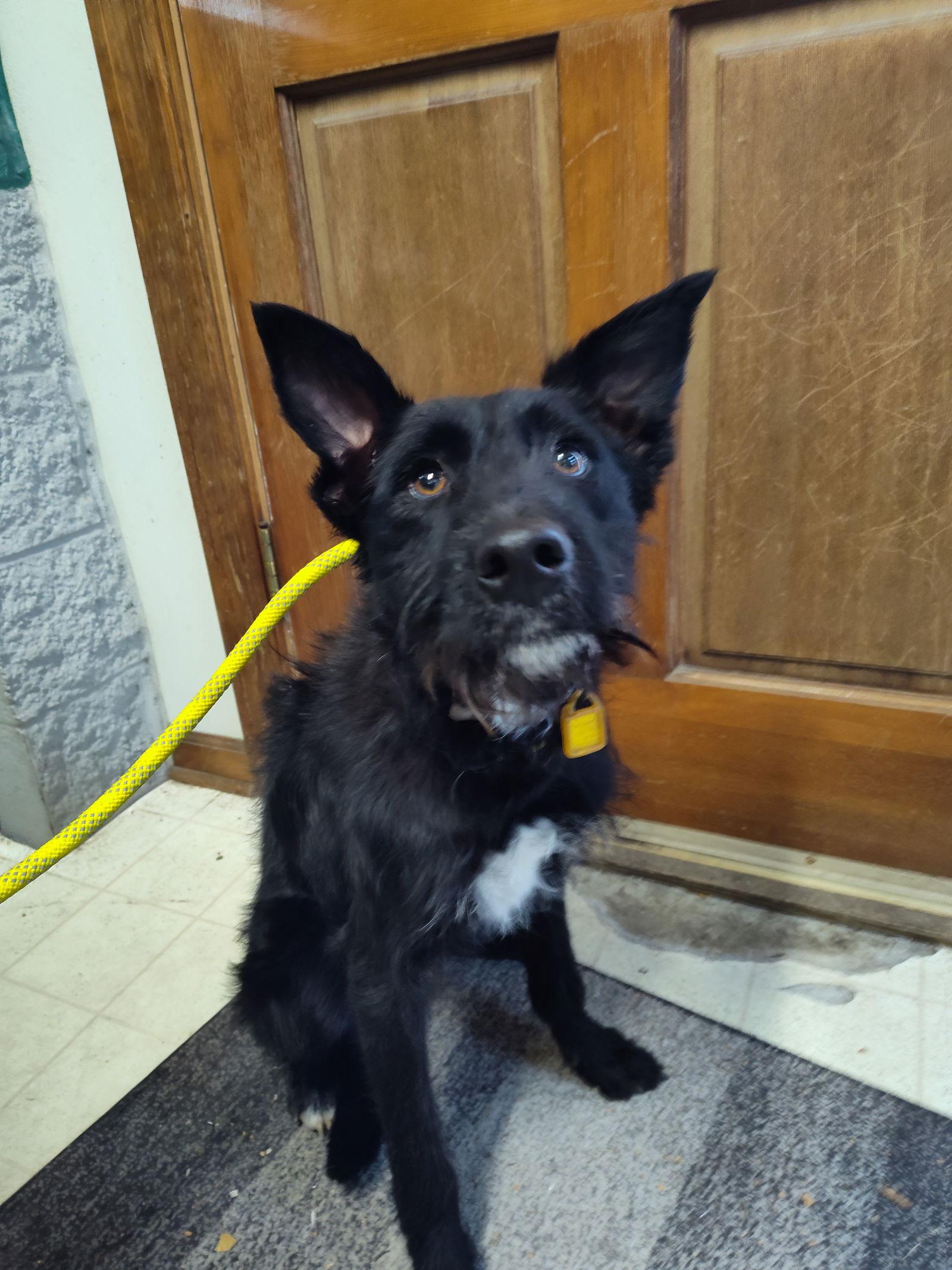 Halston Noir, a Adoptable mixed breed in Mukwonago, WI image 3/3