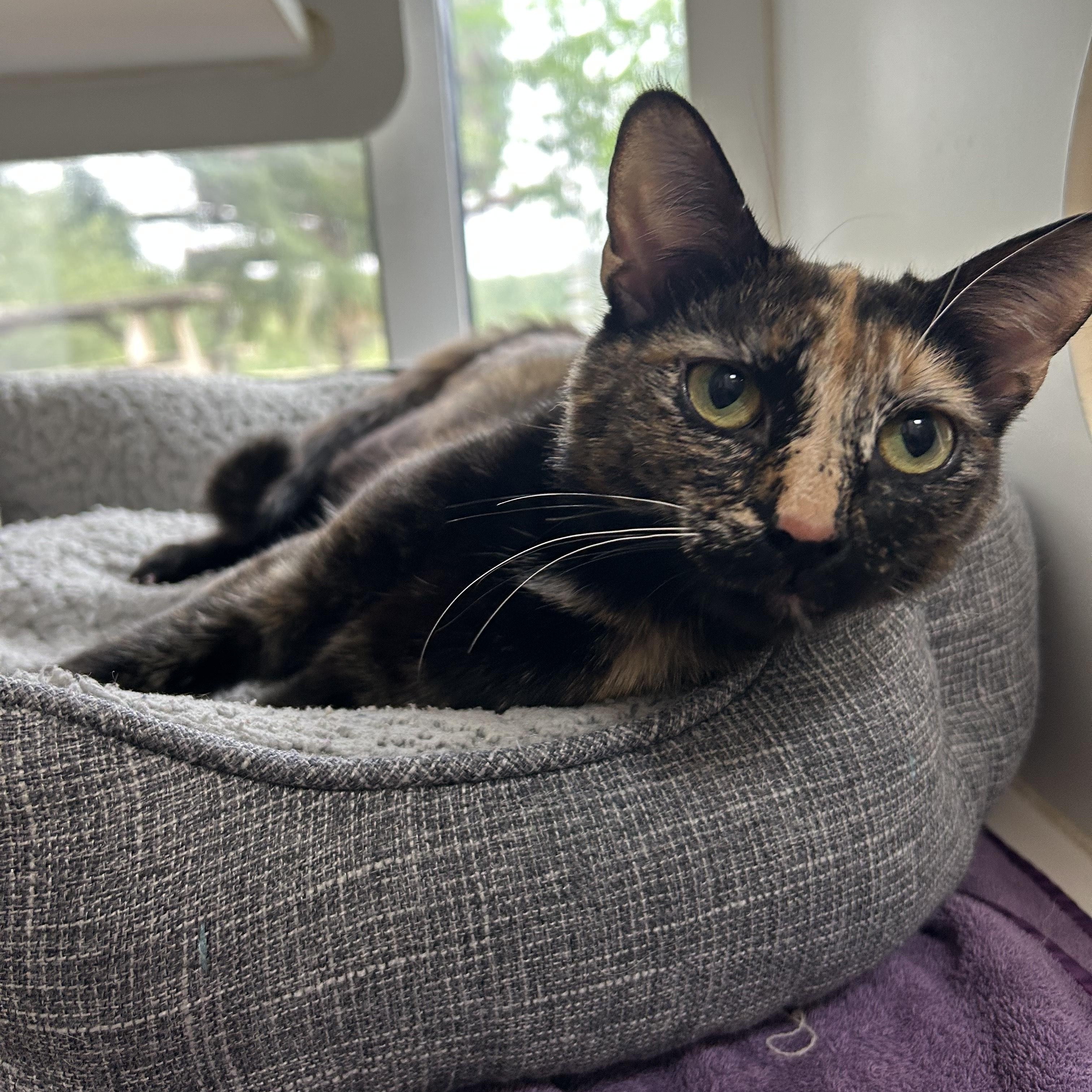 Enlarge Tink, a Adopted Calico in Tallahassee, FL image 1/2