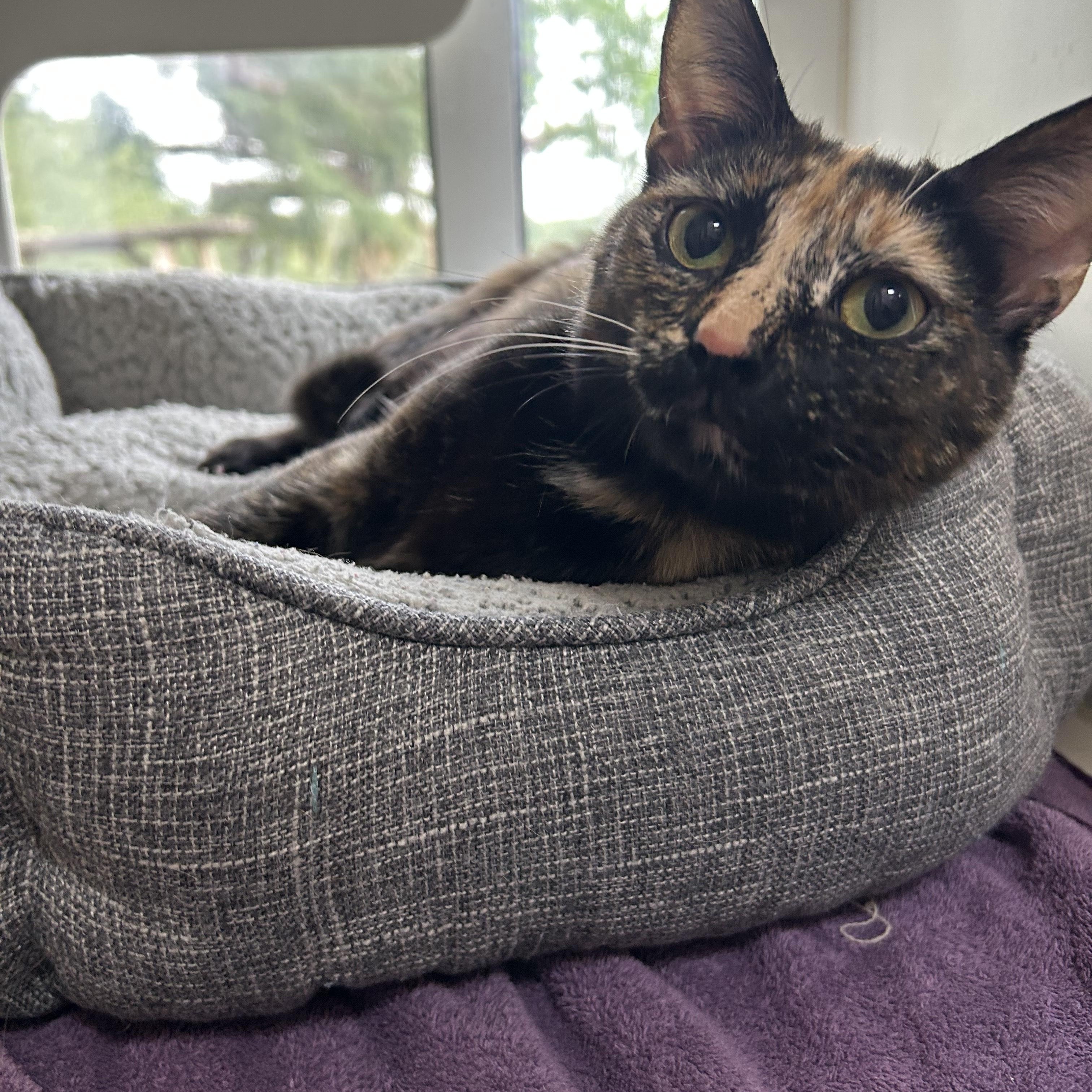 Enlarge Tink, a Adopted Calico in Tallahassee, FL image 2/2