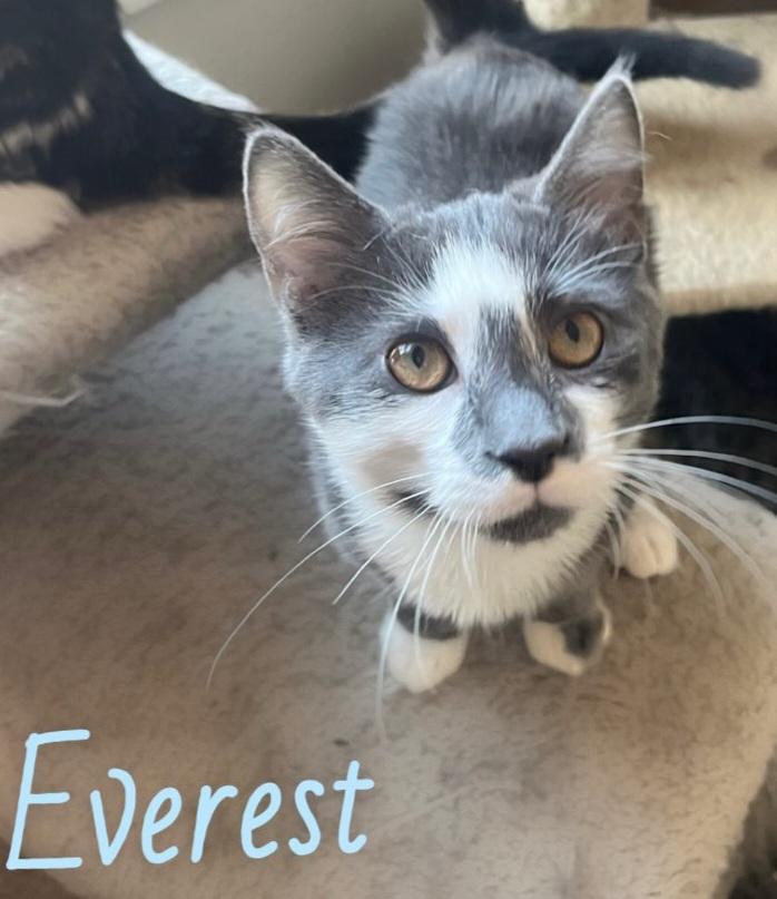 Enlarge Everest, a Adoptable American Shorthair in Auburn, GA image 1/1