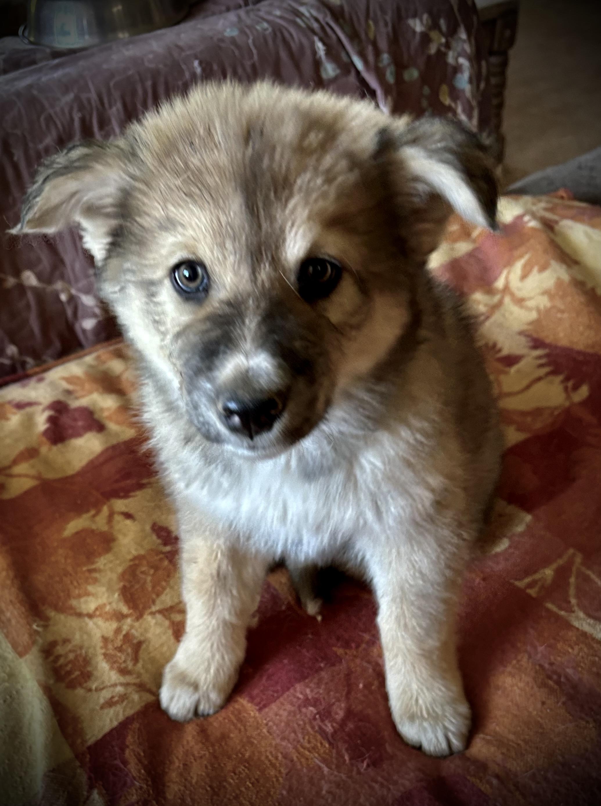 Josie photo 5