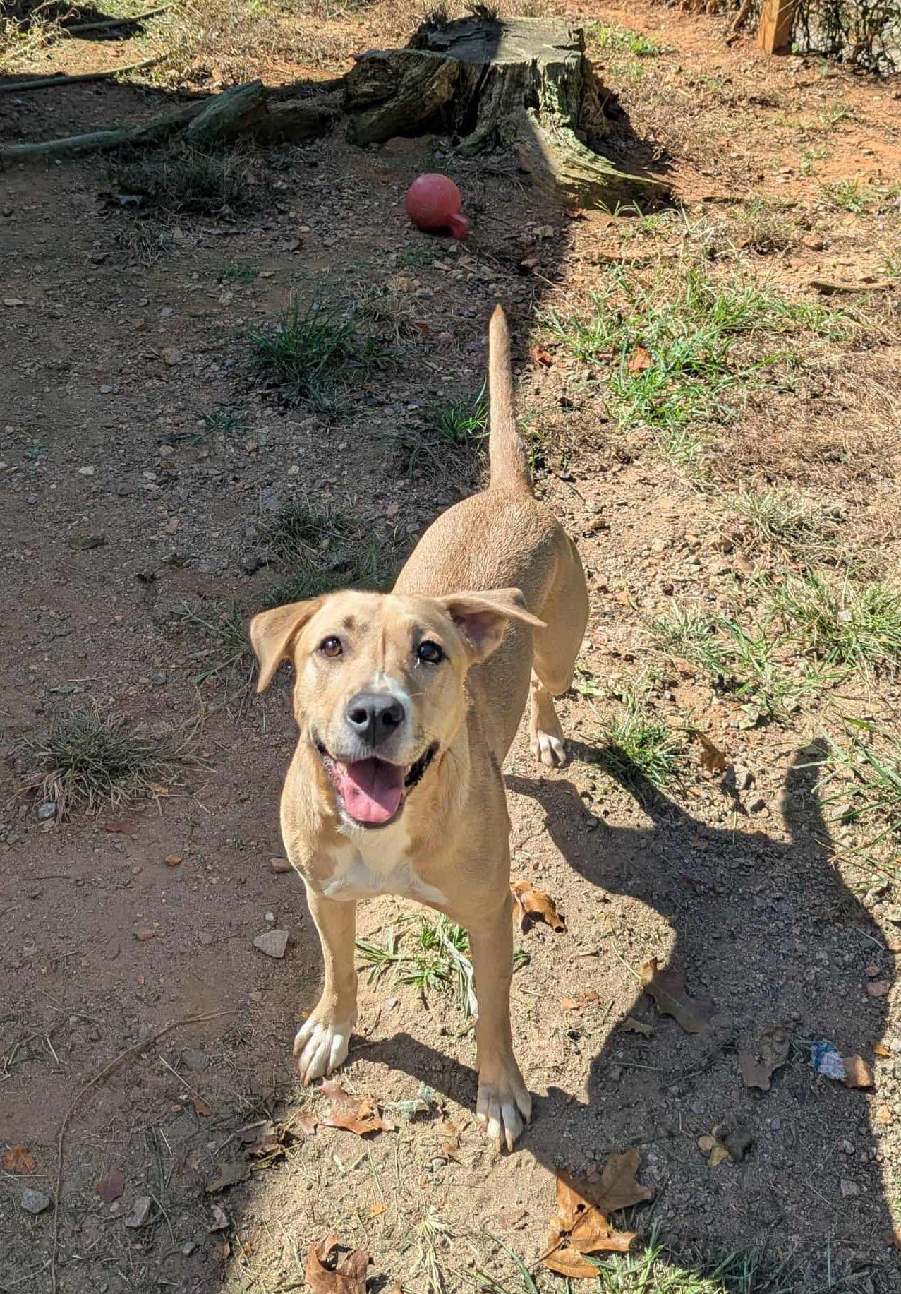 Riley, Adoptable, Adult Female Labrador Retriever.