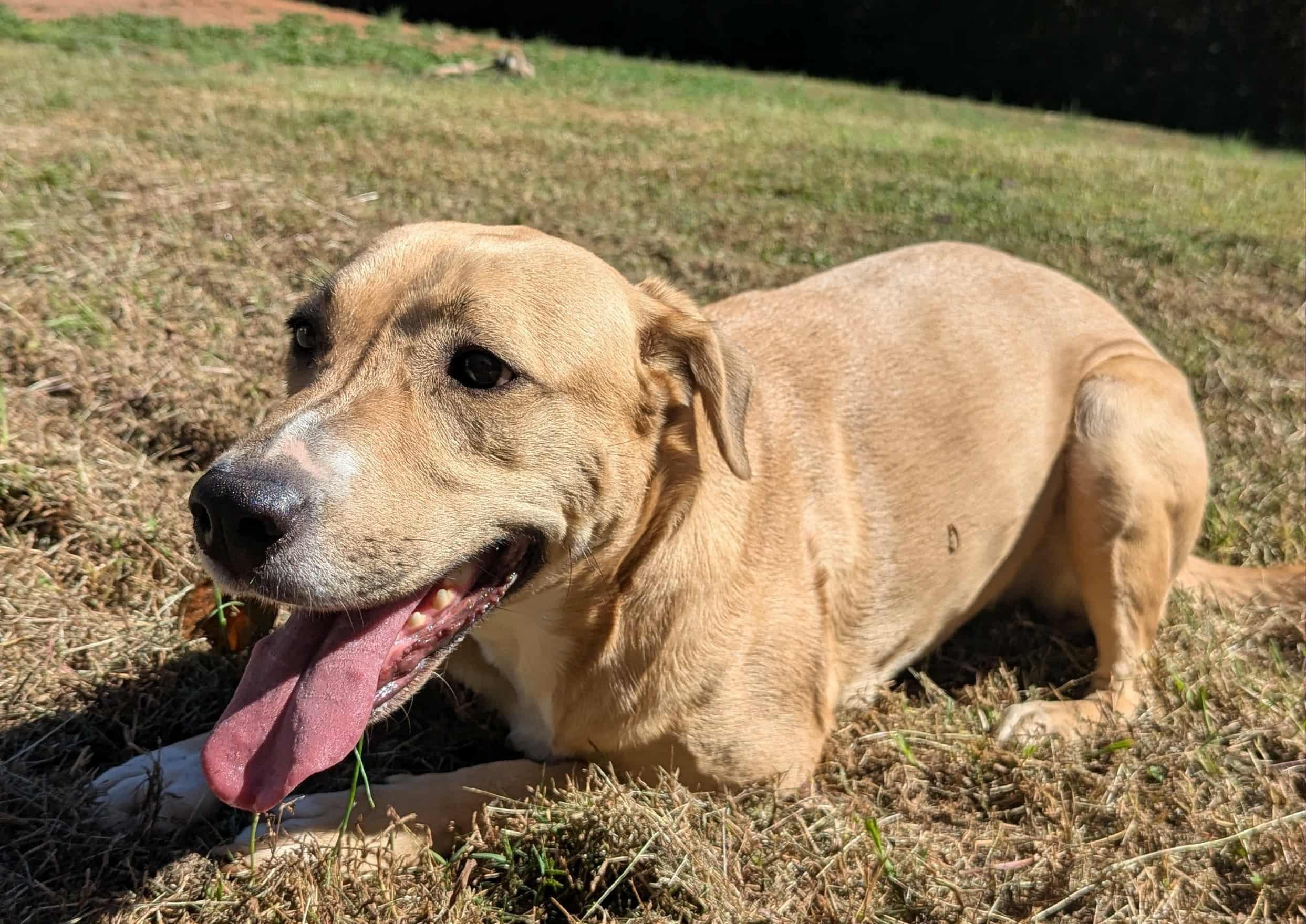 Enlarge Riley, a Adoptable mixed breed in Concord, NC image 3/4