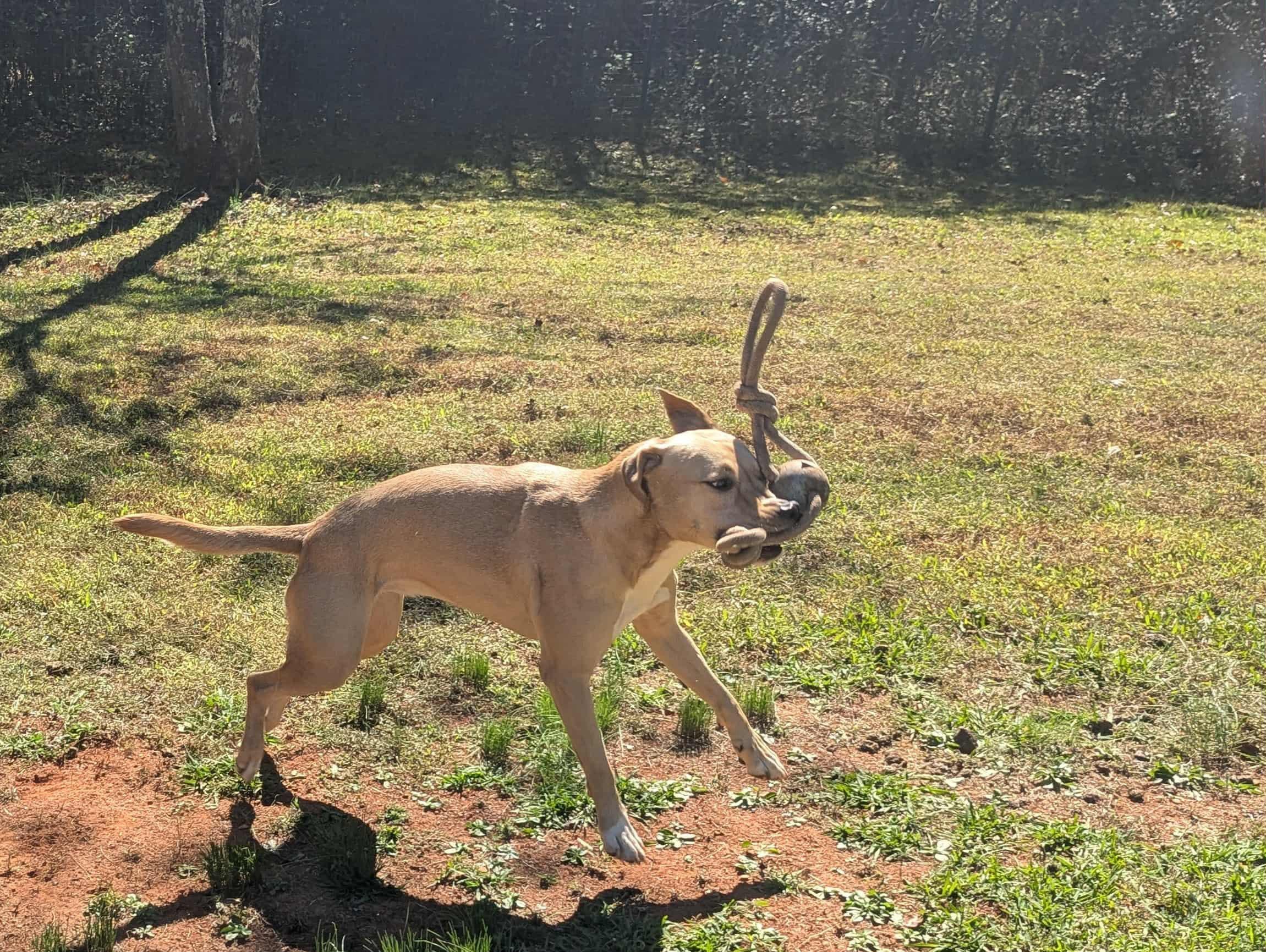 Enlarge Riley, a Adoptable mixed breed in Concord, NC image 4/4