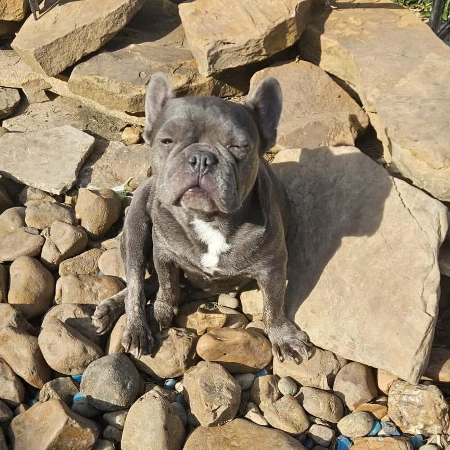 Enlarge Skye, a Adopted French Bulldog in Monticello, NY image 1/3