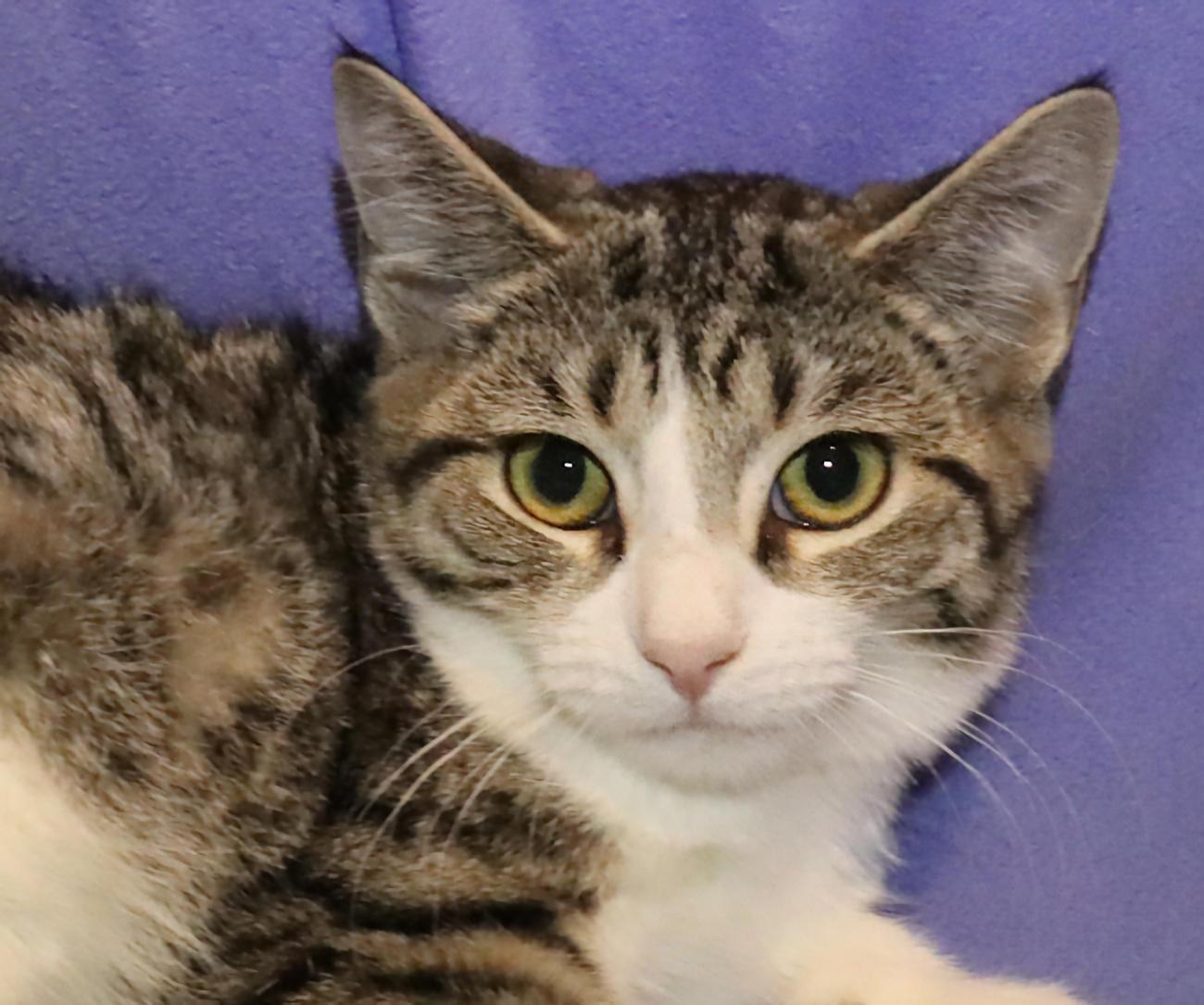Tanya, Adoptable, Kitten Female Tabby.