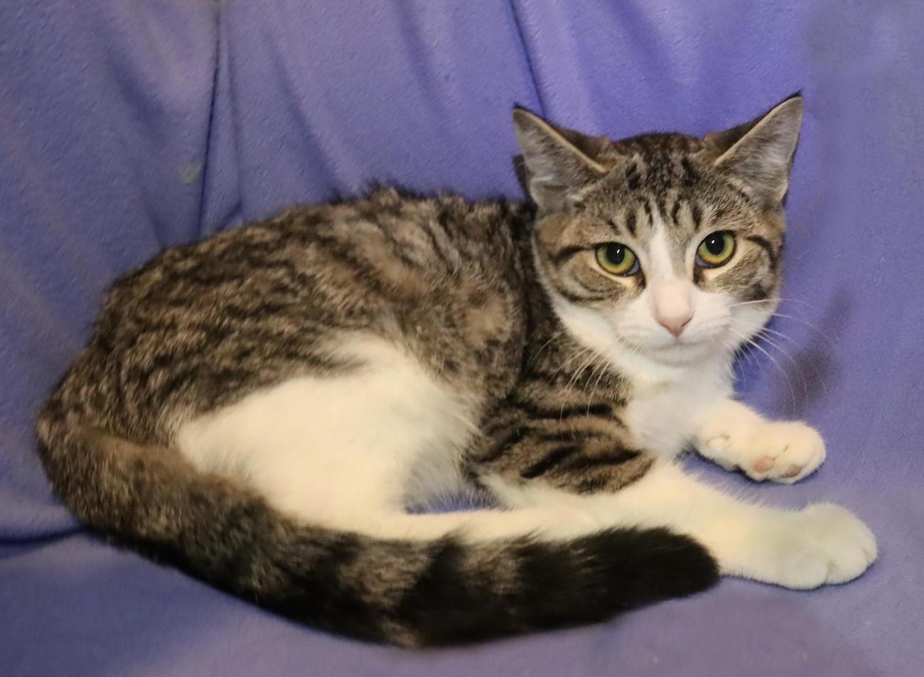 Enlarge Tanya, a Adoptable Tabby in Euclid, OH image 3/6