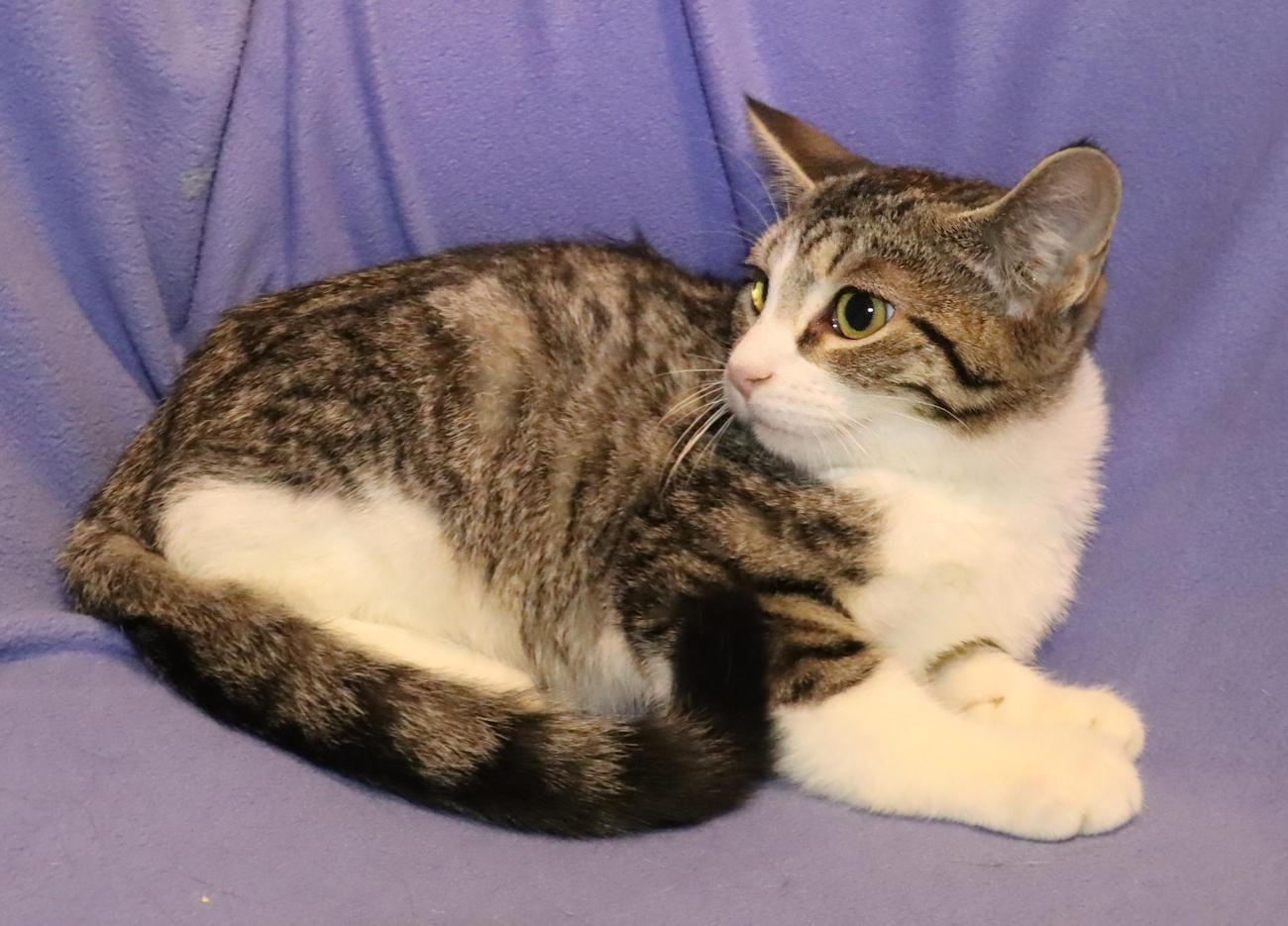 Enlarge Tanya, a Adoptable Tabby in Euclid, OH image 6/6
