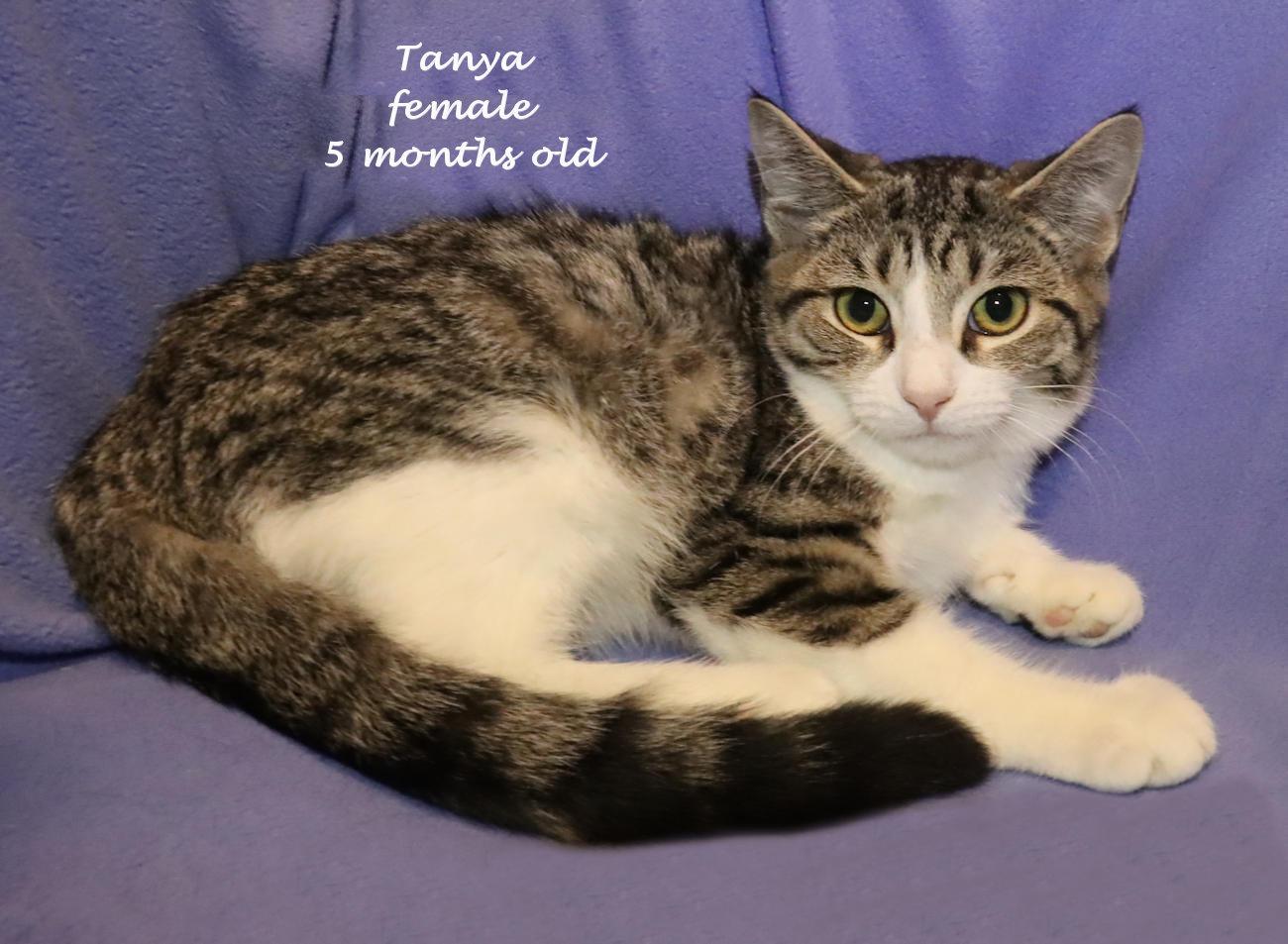 Enlarge Tanya, a Adoptable Tabby in Euclid, OH image 2/6