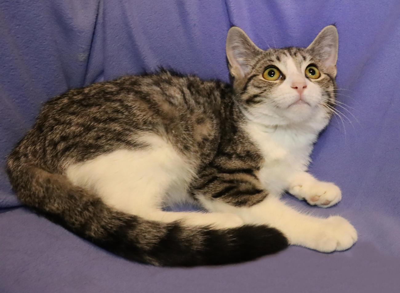 Enlarge Tanya, a Adoptable Tabby in Euclid, OH image 5/6