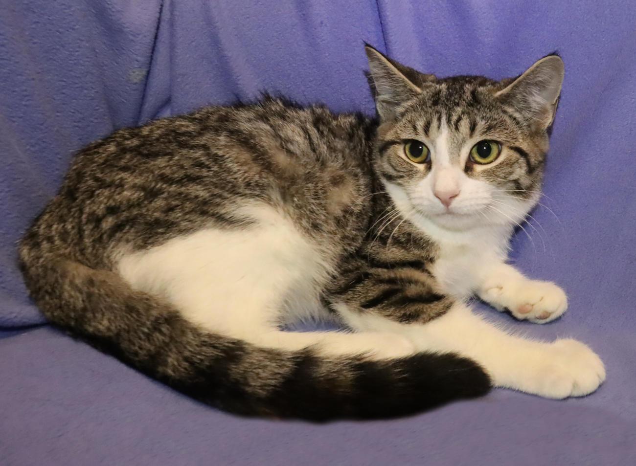 Enlarge Tanya, a Adoptable Tabby in Euclid, OH image 4/6