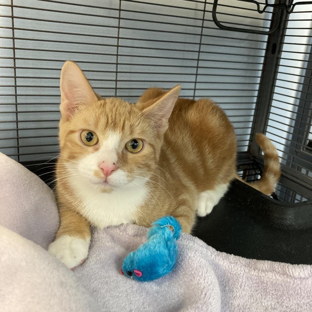 Enlarge Marmalade and Kumquat, a Adoptable Domestic Short Hair in Portage, MI image 1/6