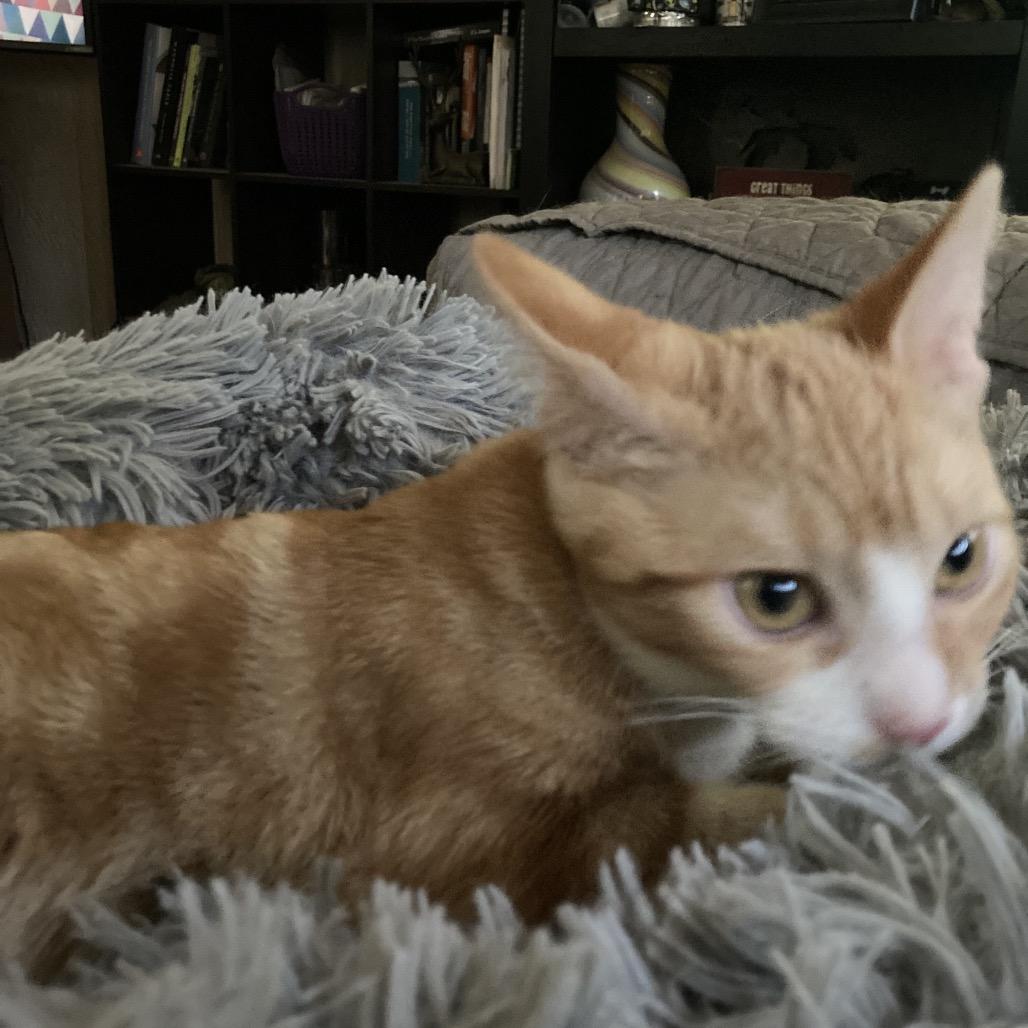Enlarge Marmalade and Kumquat, a Adoptable Domestic Short Hair in Portage, MI image 2/6