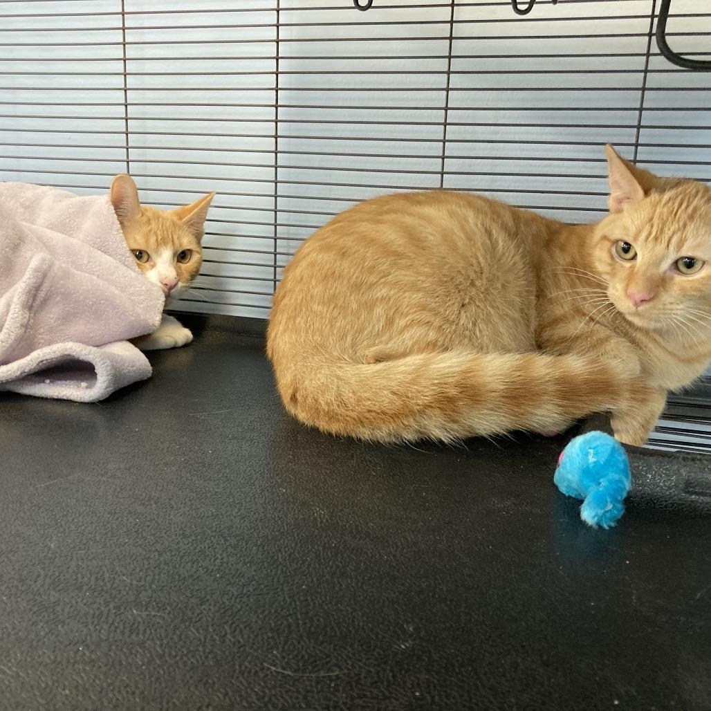 Enlarge Marmalade and Kumquat, a Adoptable Domestic Short Hair in Portage, MI image 3/6