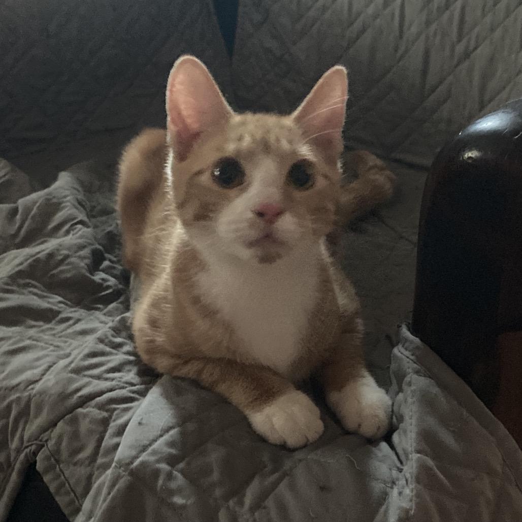 Enlarge Marmalade and Kumquat, a Adoptable Domestic Short Hair in Portage, MI image 4/6