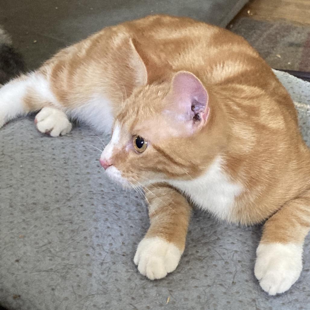 Enlarge Marmalade and Kumquat, a Adoptable Domestic Short Hair in Portage, MI image 5/6