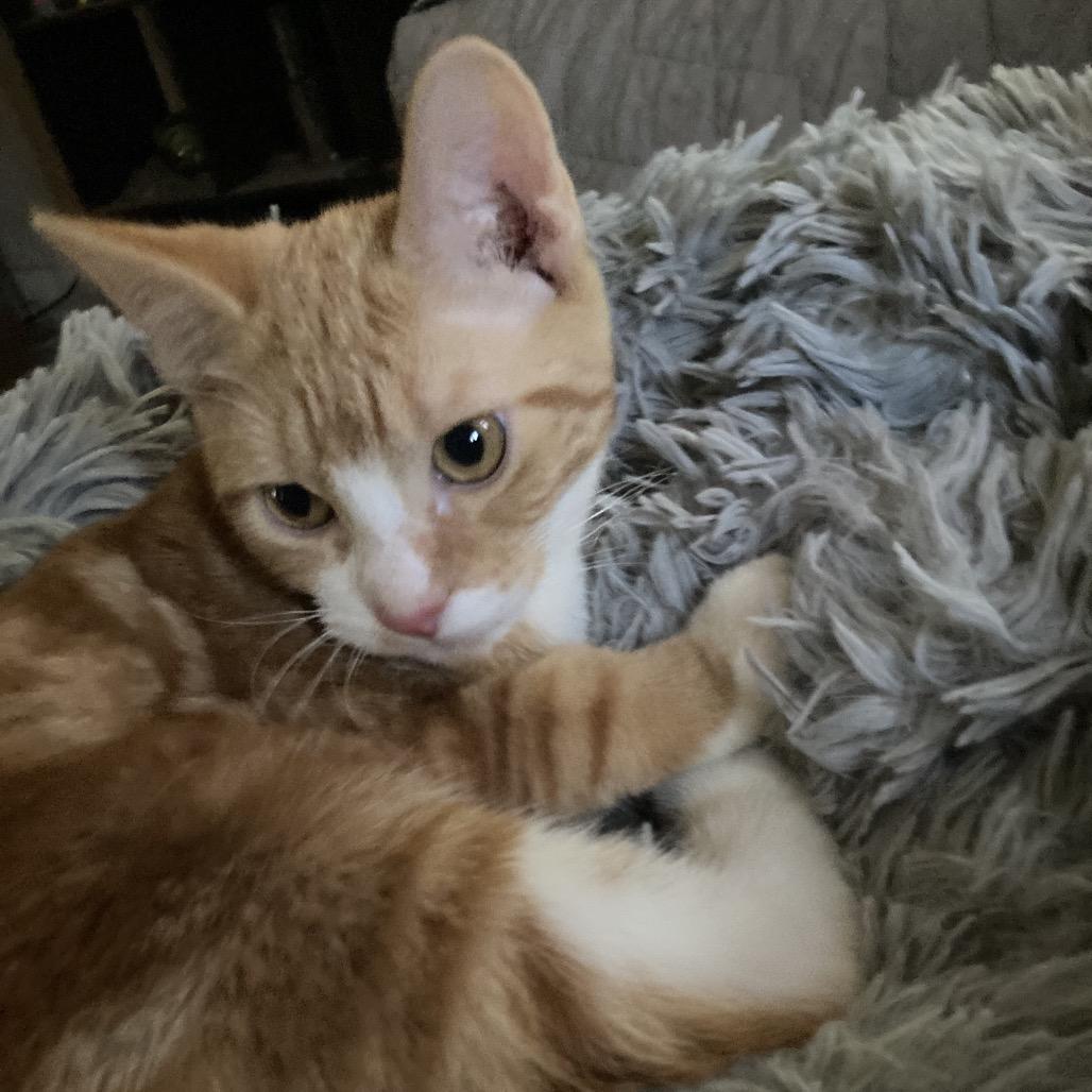 Enlarge Marmalade and Kumquat, a Adoptable Domestic Short Hair in Portage, MI image 6/6