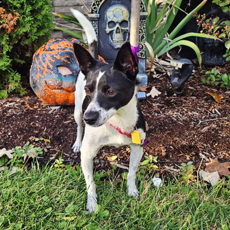 Enlarge Brandy (IL), a Adopted Rat Terrier in Atlanta, GA image 2/3