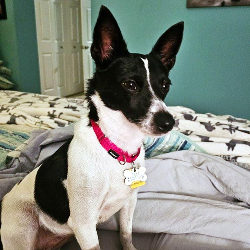 Enlarge Brandy (IL), a Adopted Rat Terrier in Atlanta, GA image 3/3