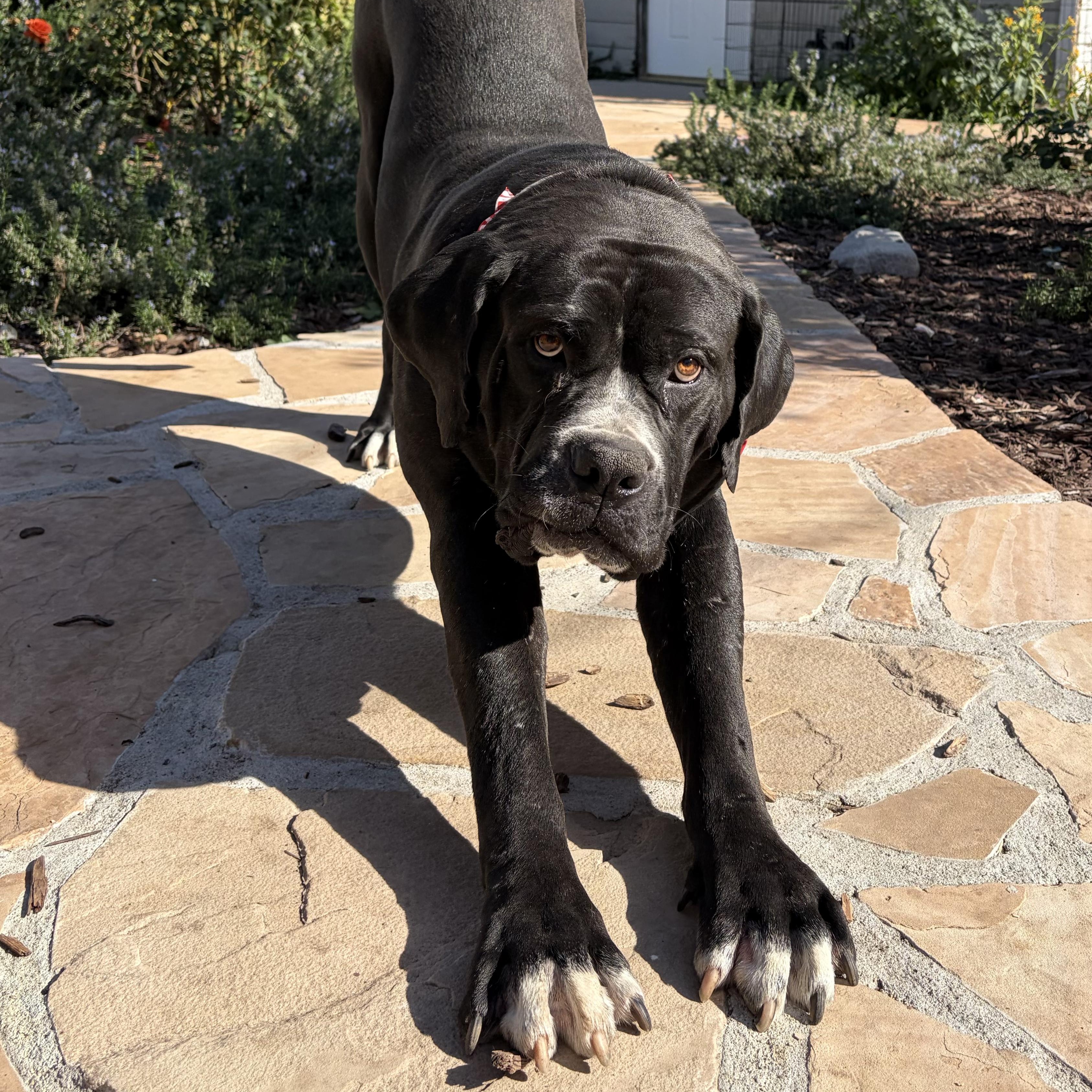 Enlarge Biggie, an adopted mixed breed in Sun Valley, CA image 4/6