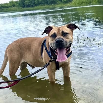 Bubbles, Adoptable, Senior Male Mastiff & Mixed Breed.