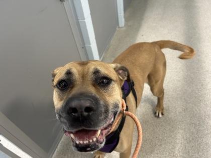 Bubbles, a Adoptable mixed breed in Wheaton, IL image 1/3