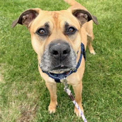 Bubbles, a Adoptable mixed breed in Wheaton, IL image 2/3