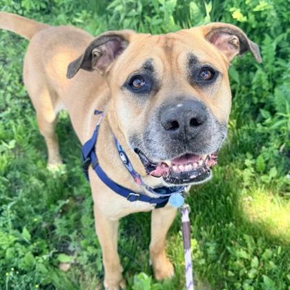 Bubbles, a Adoptable mixed breed in Wheaton, IL image 3/3
